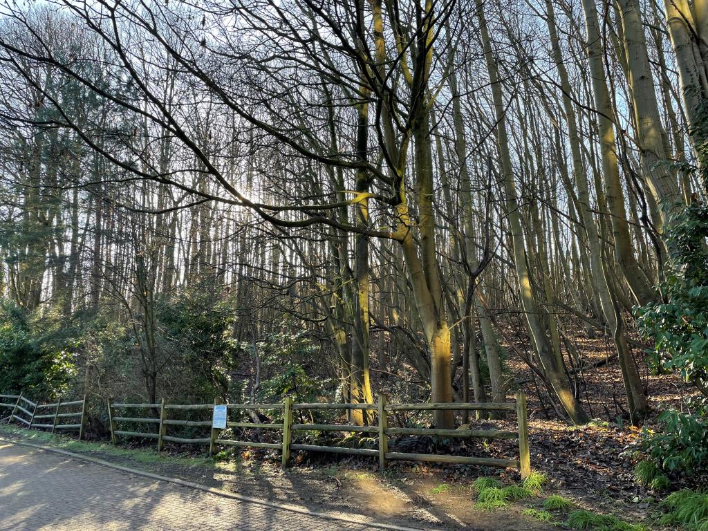 Lot: 123 - FREEHOLD WOODLAND -